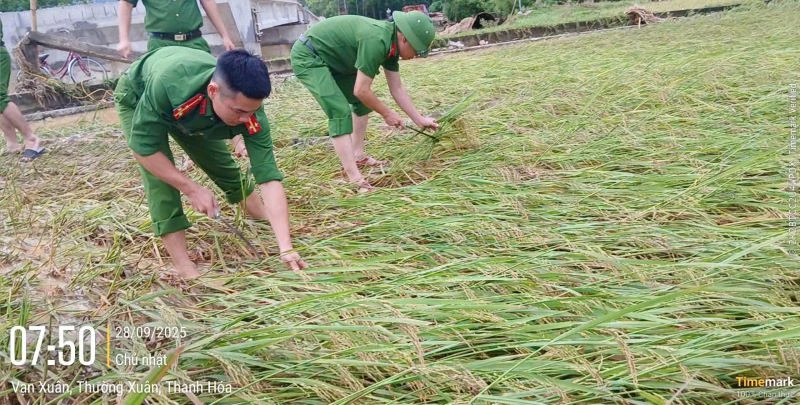 Công an xã Vạn Xuân gặt lúa giúp dân trước khi bão số 10 đổ bộ
