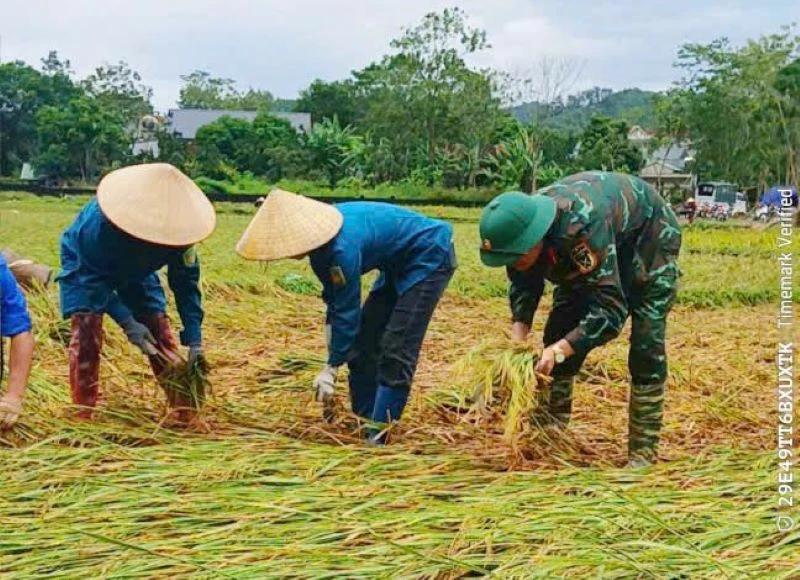 Công an xã Vạn Xuân gặt lúa giúp dân trước khi bão số 10 đổ bộ