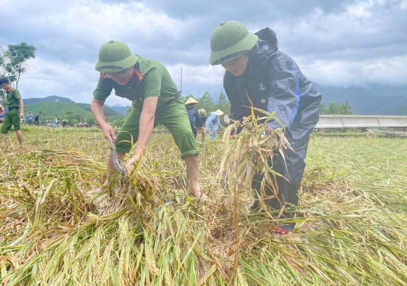 Công an xã Vạn Xuân gặt lúa giúp dân trước khi bão số 10 đổ bộ
