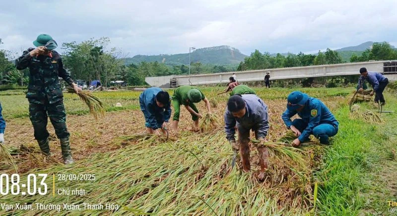 Công an xã Vạn Xuân gặt lúa giúp dân trước khi bão số 10 đổ bộ