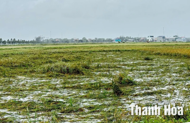 Mưa bão gây thiệt hại hơn 7.400 ha cây trồng