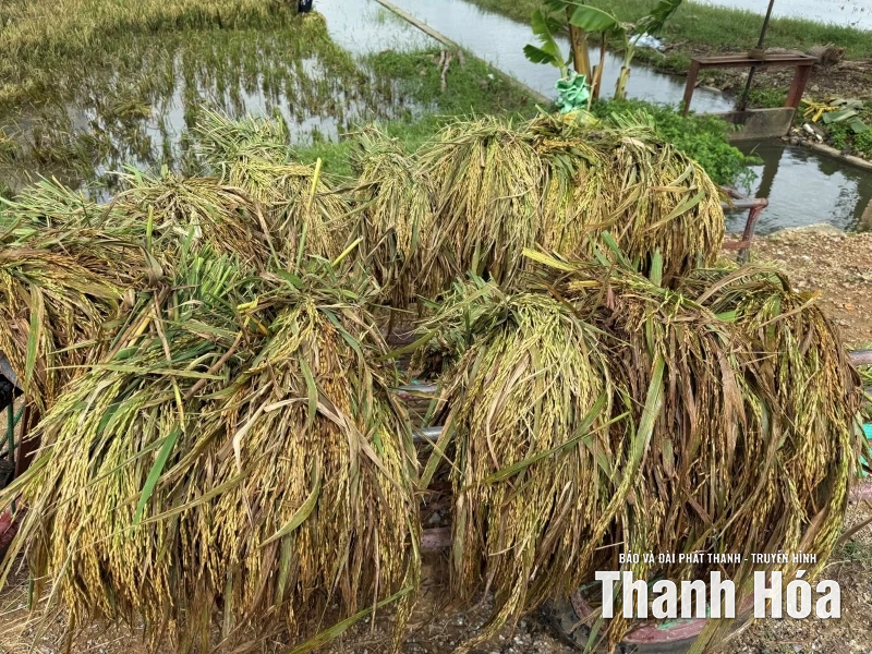 Mưa bão gây thiệt hại hơn 7.400 ha cây trồng