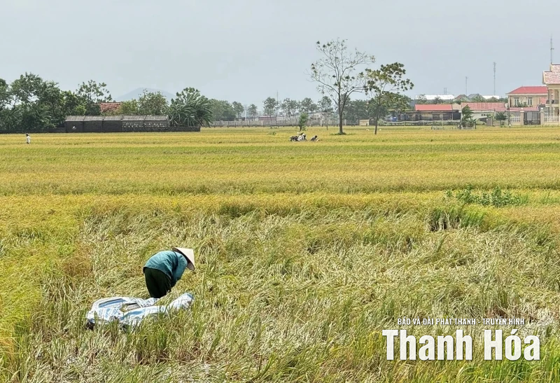 Mưa bão gây thiệt hại hơn 7.400 ha cây trồng