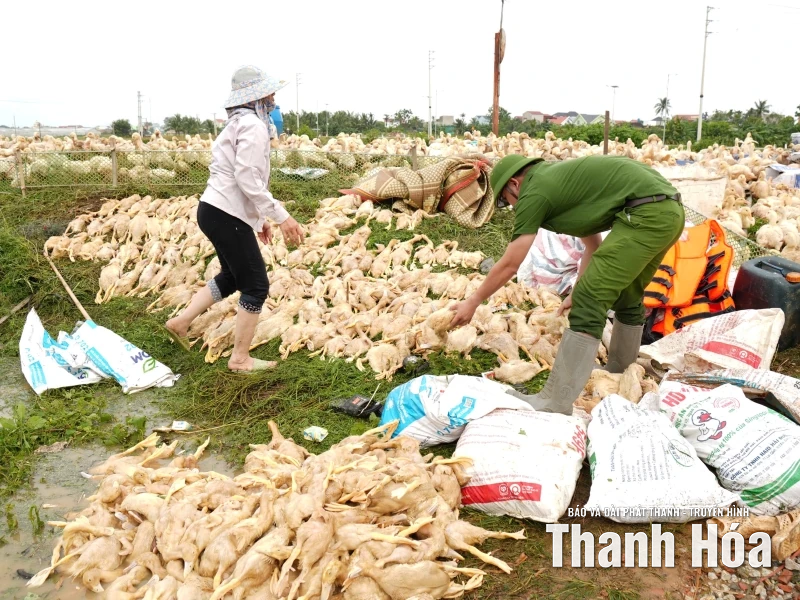 Nước dâng đến đâu, vịt chết đến đó... - Cả gia tài bị cuốn đi trong chớp mắt