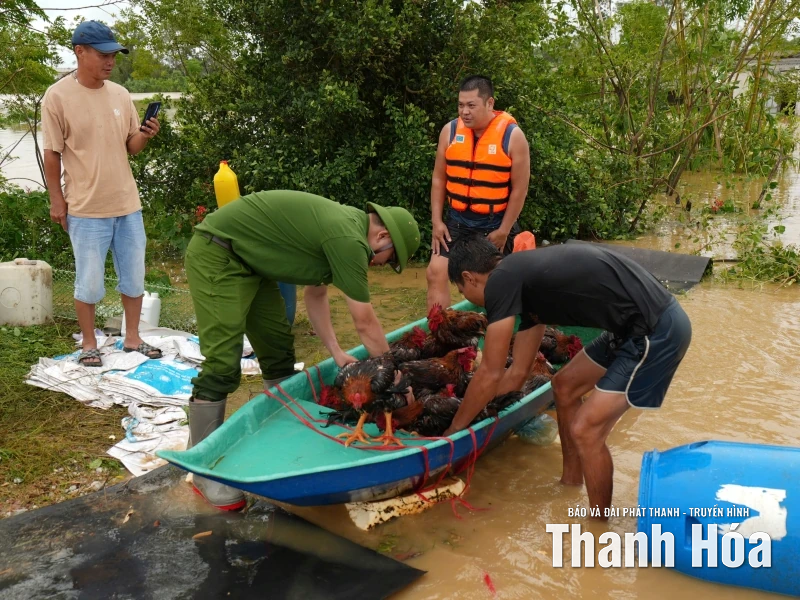 Nước dâng đến đâu, vịt chết đến đó... - Cả gia tài bị cuốn đi trong chớp mắt