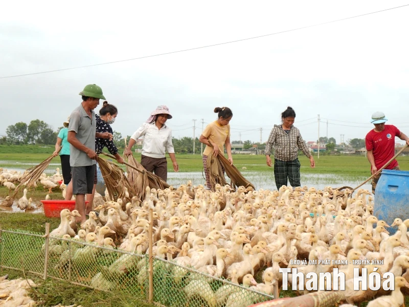 Nước dâng đến đâu, vịt chết đến đó... - Cả gia tài bị cuốn đi trong chớp mắt