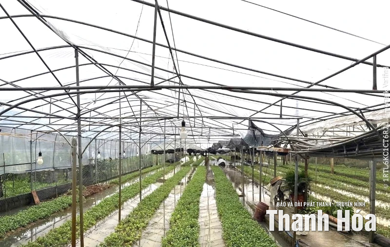 Khôi phục “nhịp sản xuất” nông nghiệp