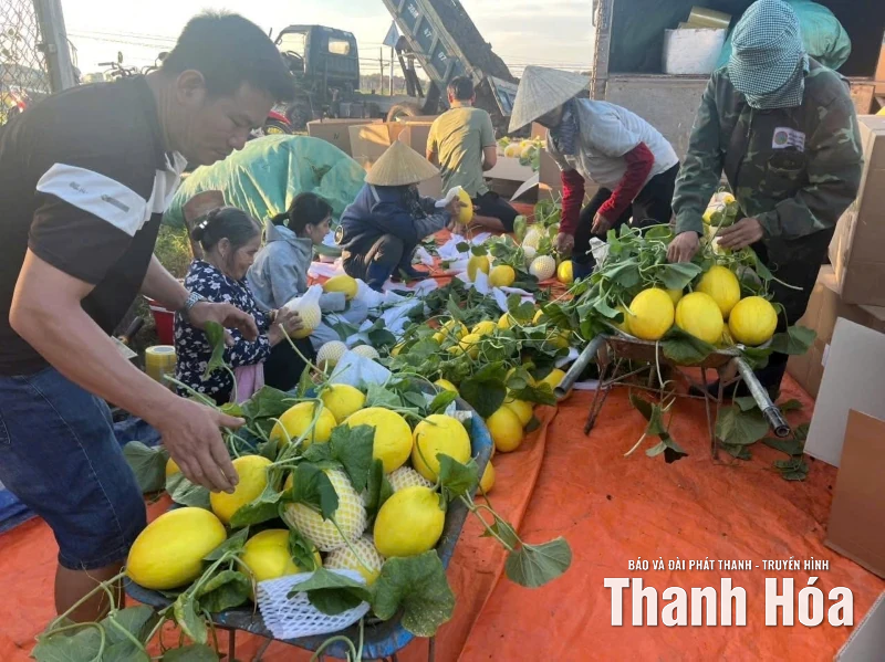 Khôi phục “nhịp sản xuất” nông nghiệp