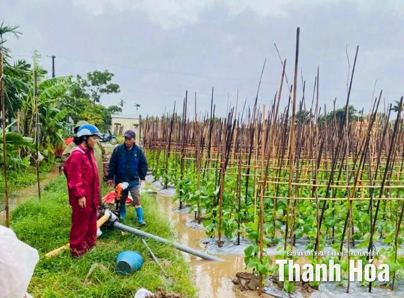 Khôi phục “nhịp sản xuất” nông nghiệp