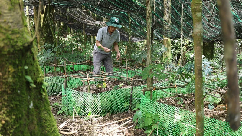 Mở hướng trồng cây dược liệu để tạo sinh kế bền vững