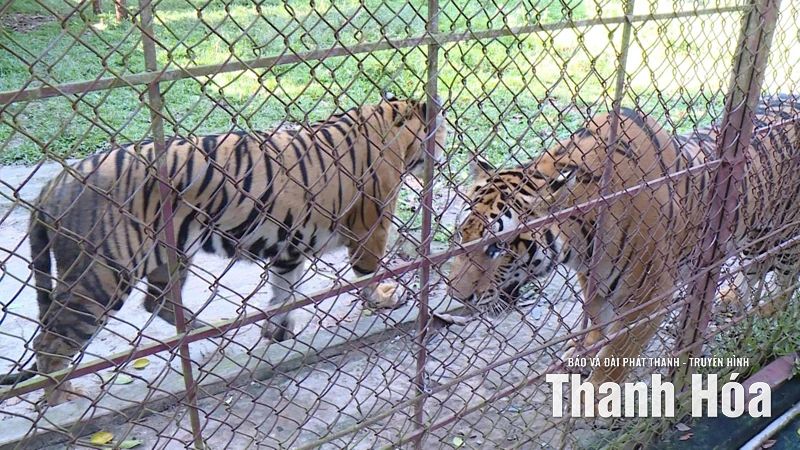 Sẽ chuyển giao số hổ nuôi nhốt tại xã Xuân Tín cho đơn vị đủ điều kiện