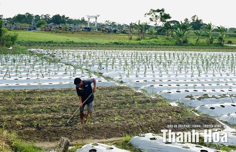 Sản xuất vụ đông 2025: Nhiều kỳ vọng, không ít nỗi lo!