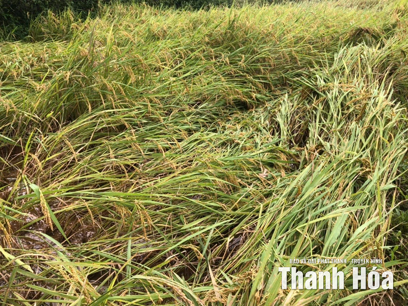 Xã Bá Thước khắc phục hậu quả bão số 10