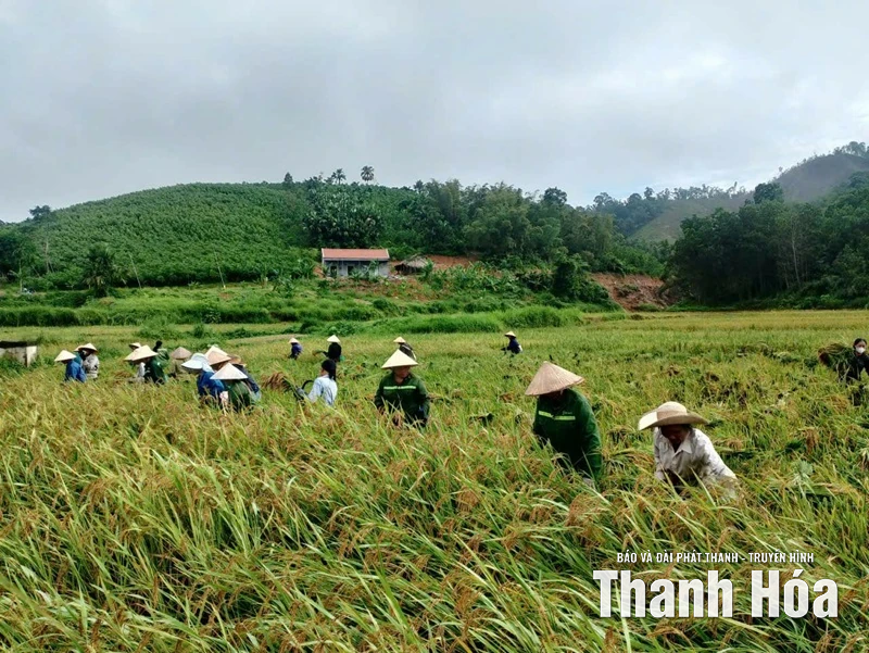 Xã Tân Thành thiệt hại ước tính hơn 3,2 tỷ đồng do mưa bão
