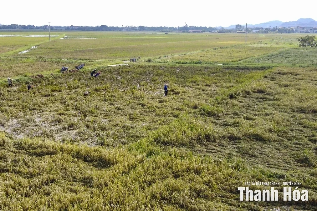 Chủ tịch UBND tỉnh yêu cầu khẩn trương thống kê thiệt hại, triển khai công tác khắc phục hậu quả bão số 10 và mưa lũ sau bão
