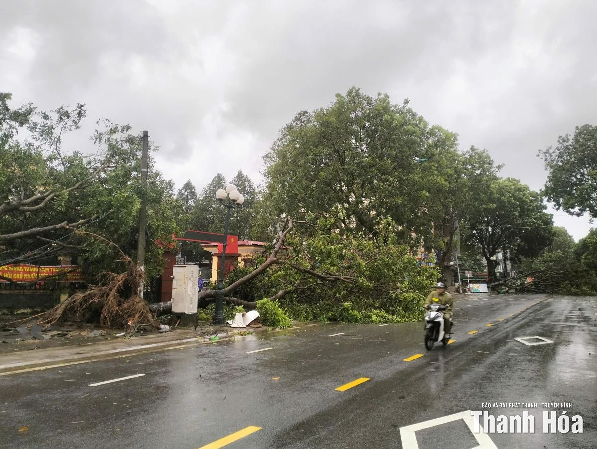 Cây xanh bị bật gốc, gãy đổ do ảnh hưởng của bão số 10