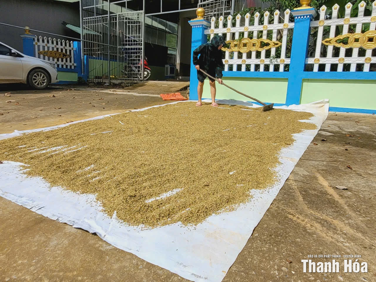 Nông dân xã Thanh Quân “cứu” lúa sau bão