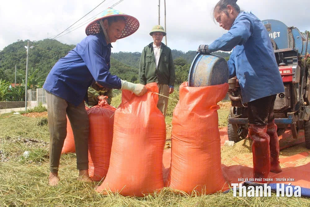 Nông dân xã Thanh Quân “cứu” lúa sau bão
