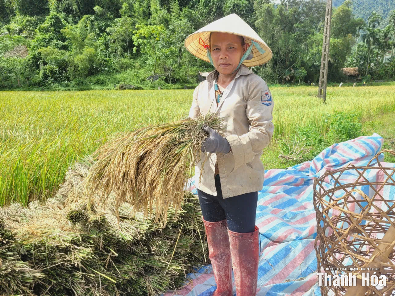 Nông dân xã Thanh Quân “cứu” lúa sau bão