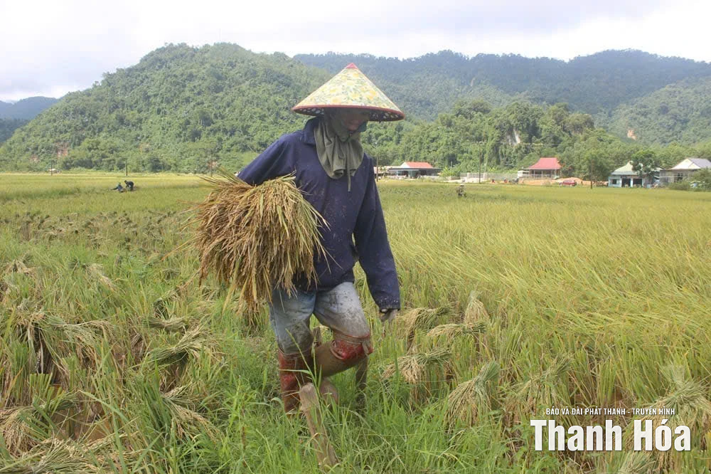 Nông dân xã Thanh Quân “cứu” lúa sau bão