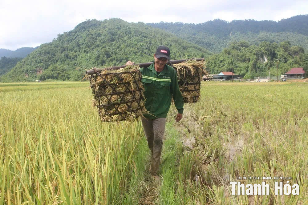 Nông dân xã Thanh Quân “cứu” lúa sau bão