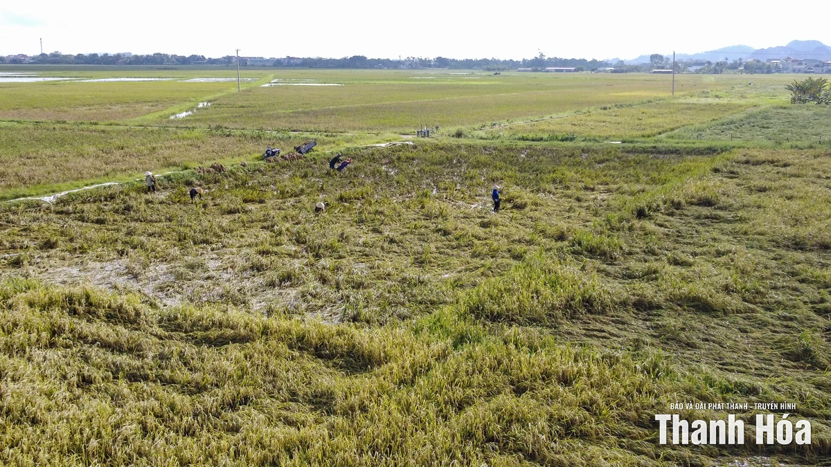 Nông dân Thanh Hóa khẩn trương thu hoạch lúa sau bão