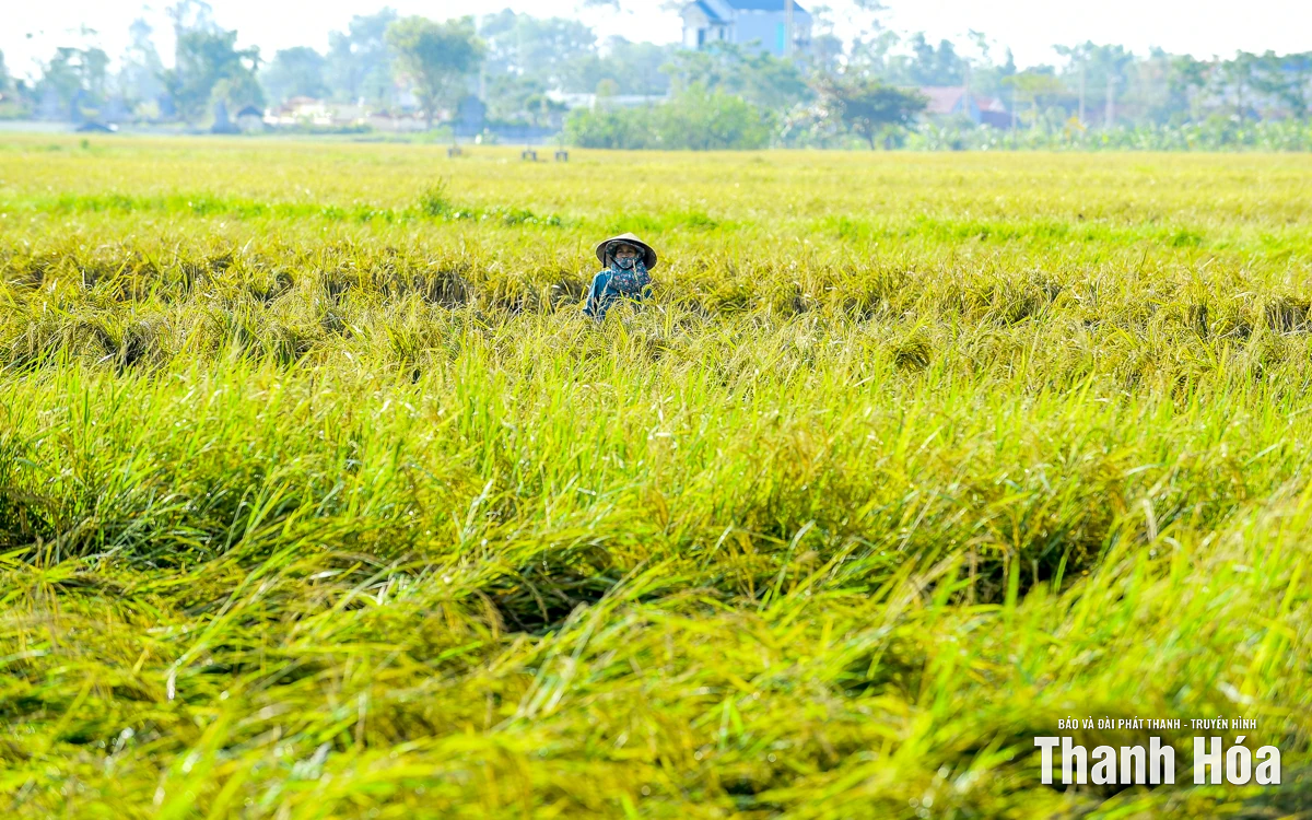 Nông dân Thanh Hóa khẩn trương thu hoạch lúa sau bão