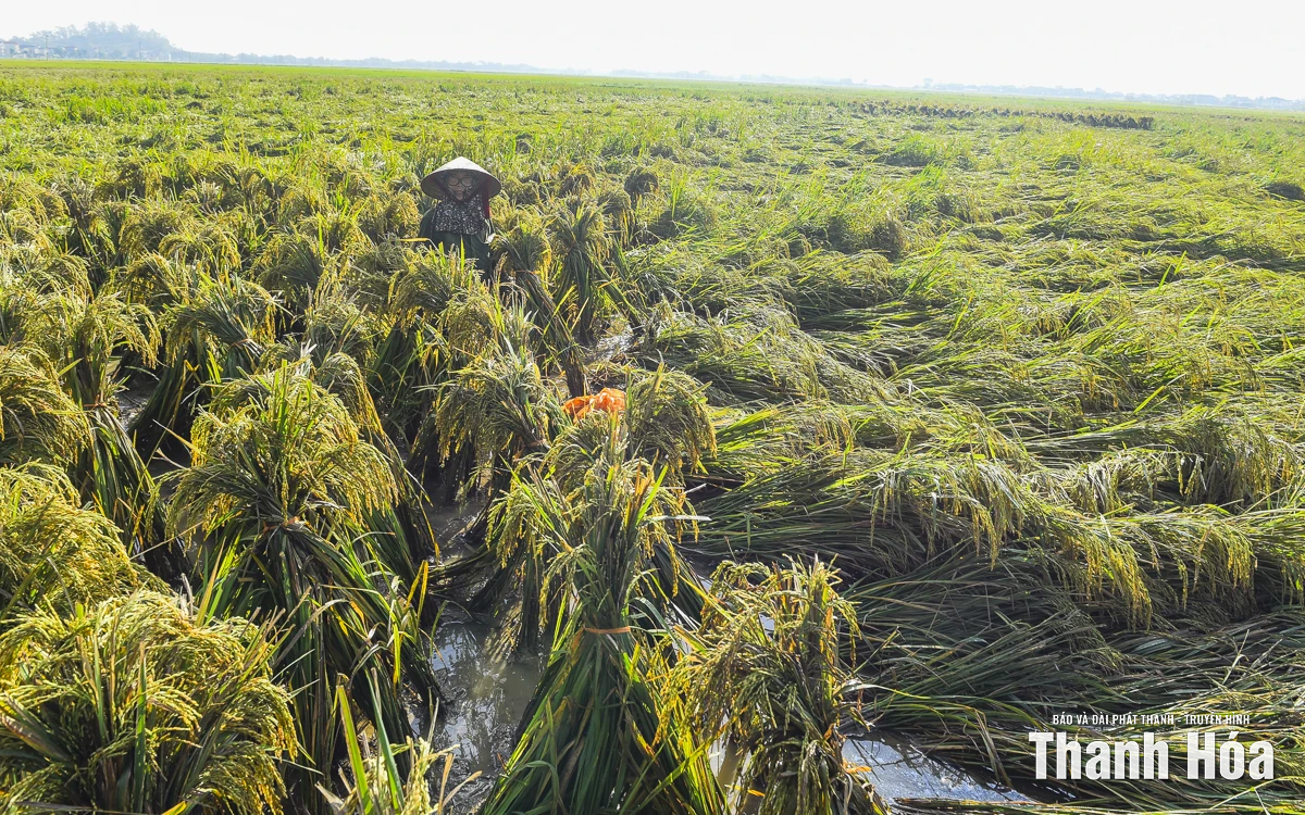 Nông dân Thanh Hóa khẩn trương thu hoạch lúa sau bão
