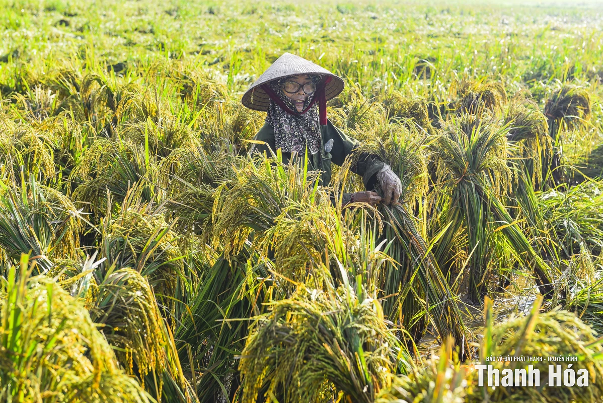Nông dân Thanh Hóa khẩn trương thu hoạch lúa sau bão