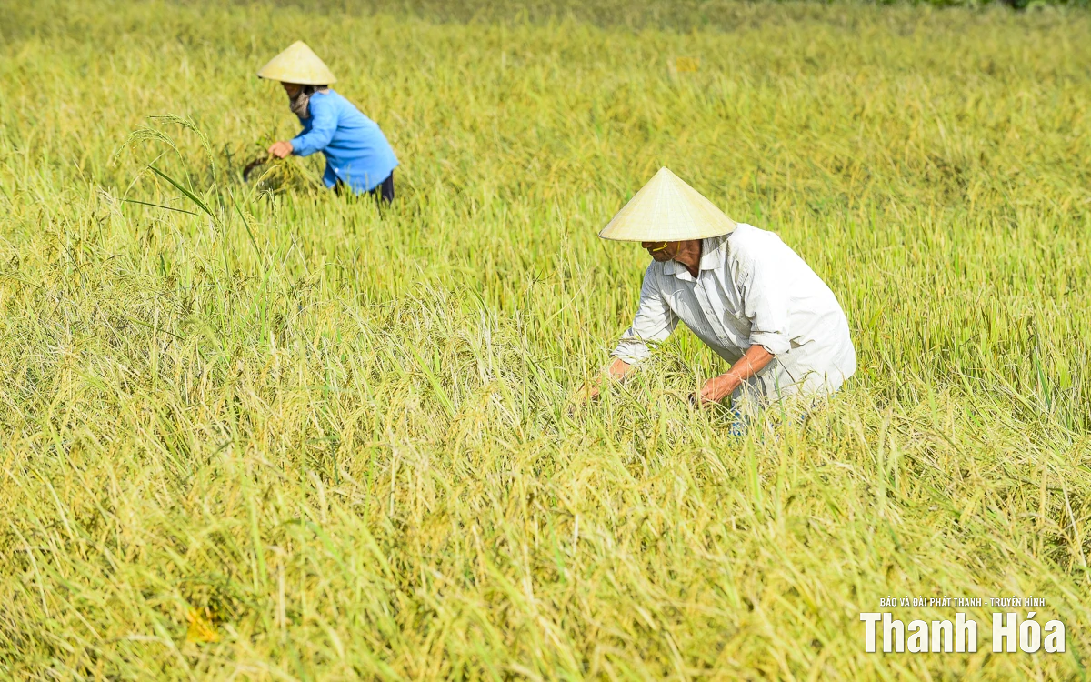 Nông dân Thanh Hóa khẩn trương thu hoạch lúa sau bão