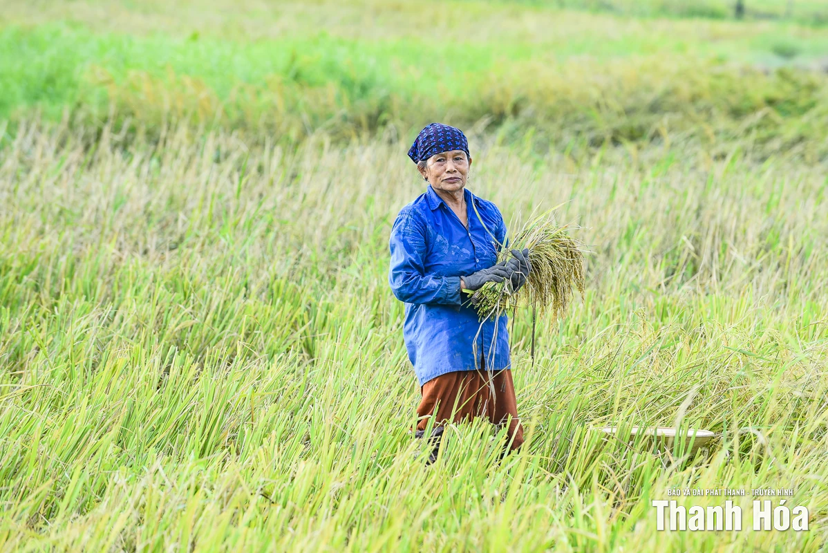 Nông dân Thanh Hóa khẩn trương thu hoạch lúa sau bão