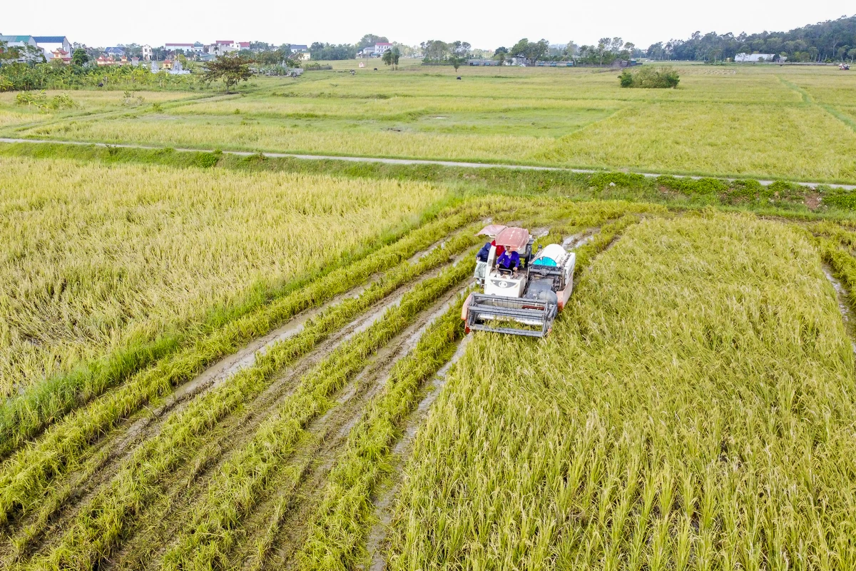 Nông dân Thanh Hóa khẩn trương thu hoạch lúa sau bão