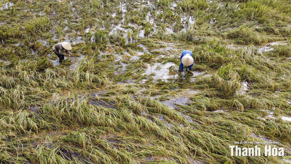 Nông dân Thanh Hóa khẩn trương thu hoạch lúa sau bão