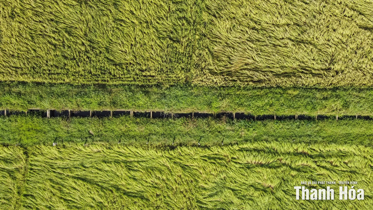 Nông dân Thanh Hóa khẩn trương thu hoạch lúa sau bão