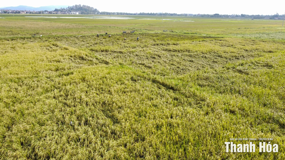 Nông dân Thanh Hóa khẩn trương thu hoạch lúa sau bão