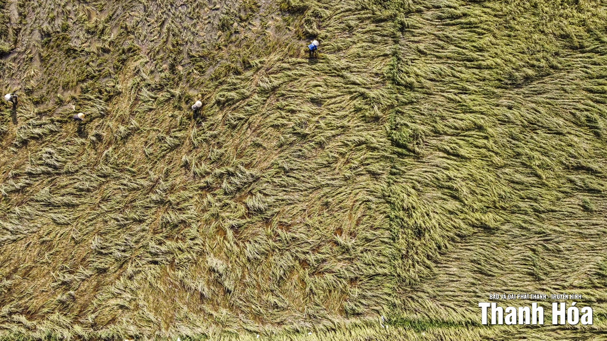 Nông dân Thanh Hóa khẩn trương thu hoạch lúa sau bão