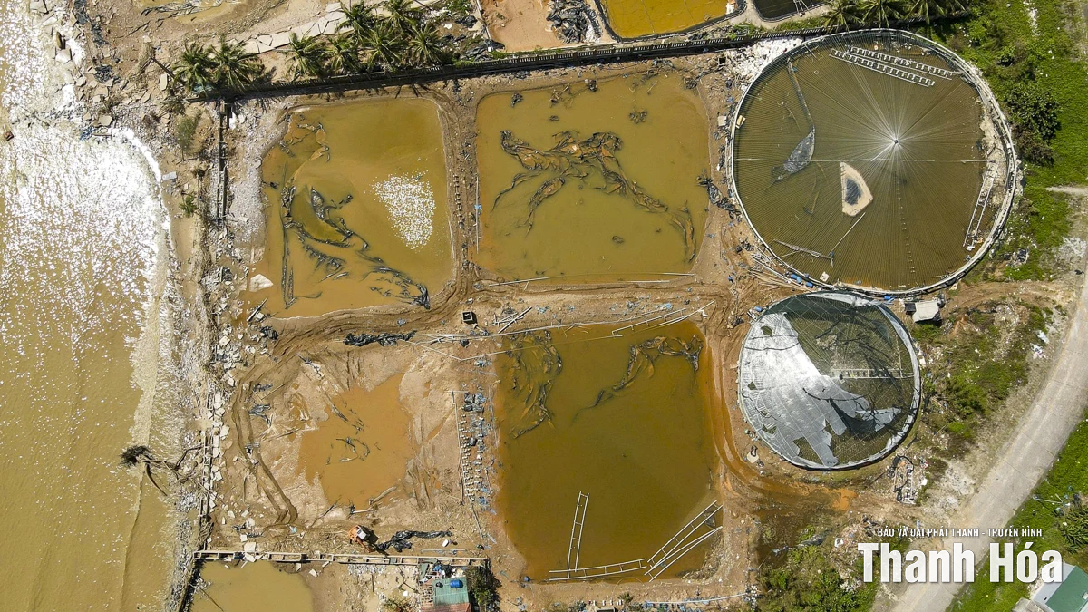 Nông dân nuôi tôm lao đao sau bão