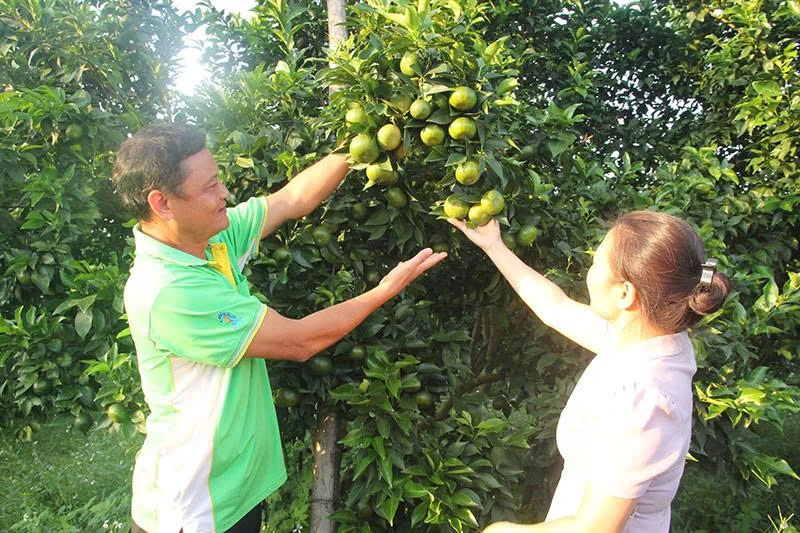 Ngọt hóa Đồng Trung