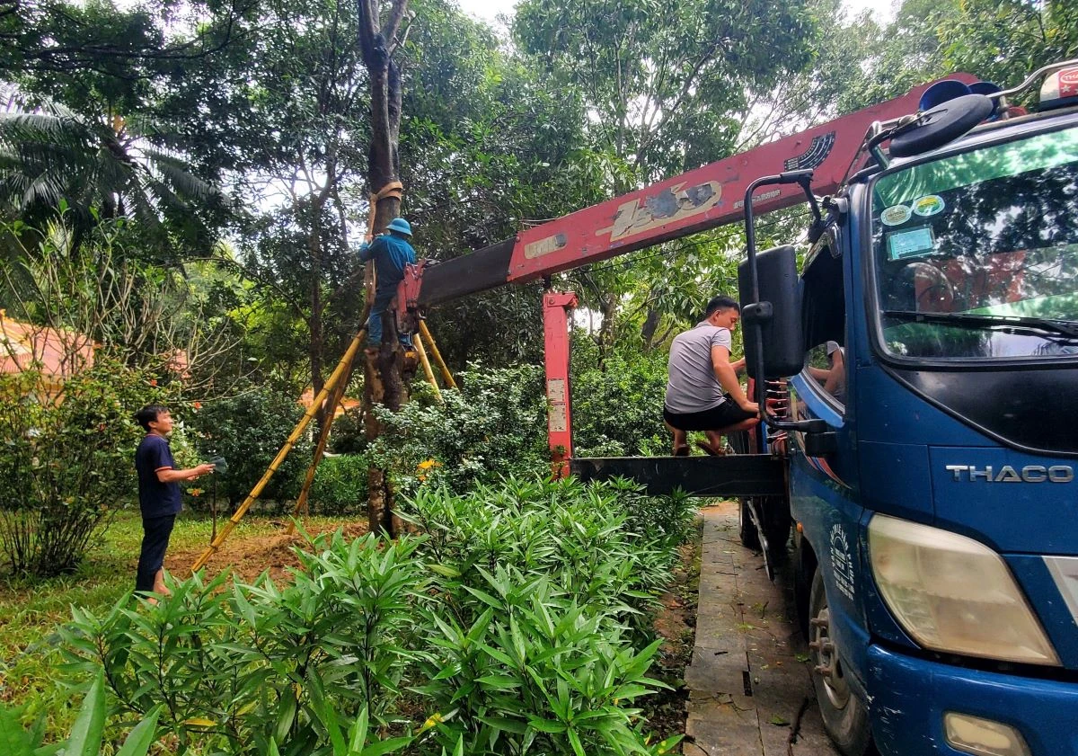 Khu di tích Quốc gia đặc biệt Đền Bà Triệu khẩn trương khắc phục hậu quả do mưa bão để đón khách trở lại