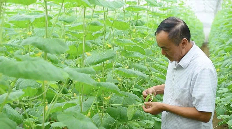 Nông nghiệp công nghệ cao: Từ đồng ruộng đến chuỗi giá trị số