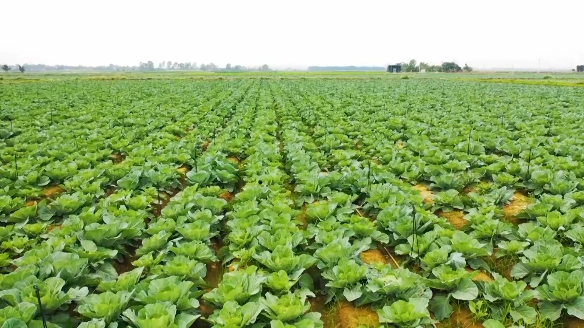 [E - Magazine] Thanh Hoá vượt qua thách thức