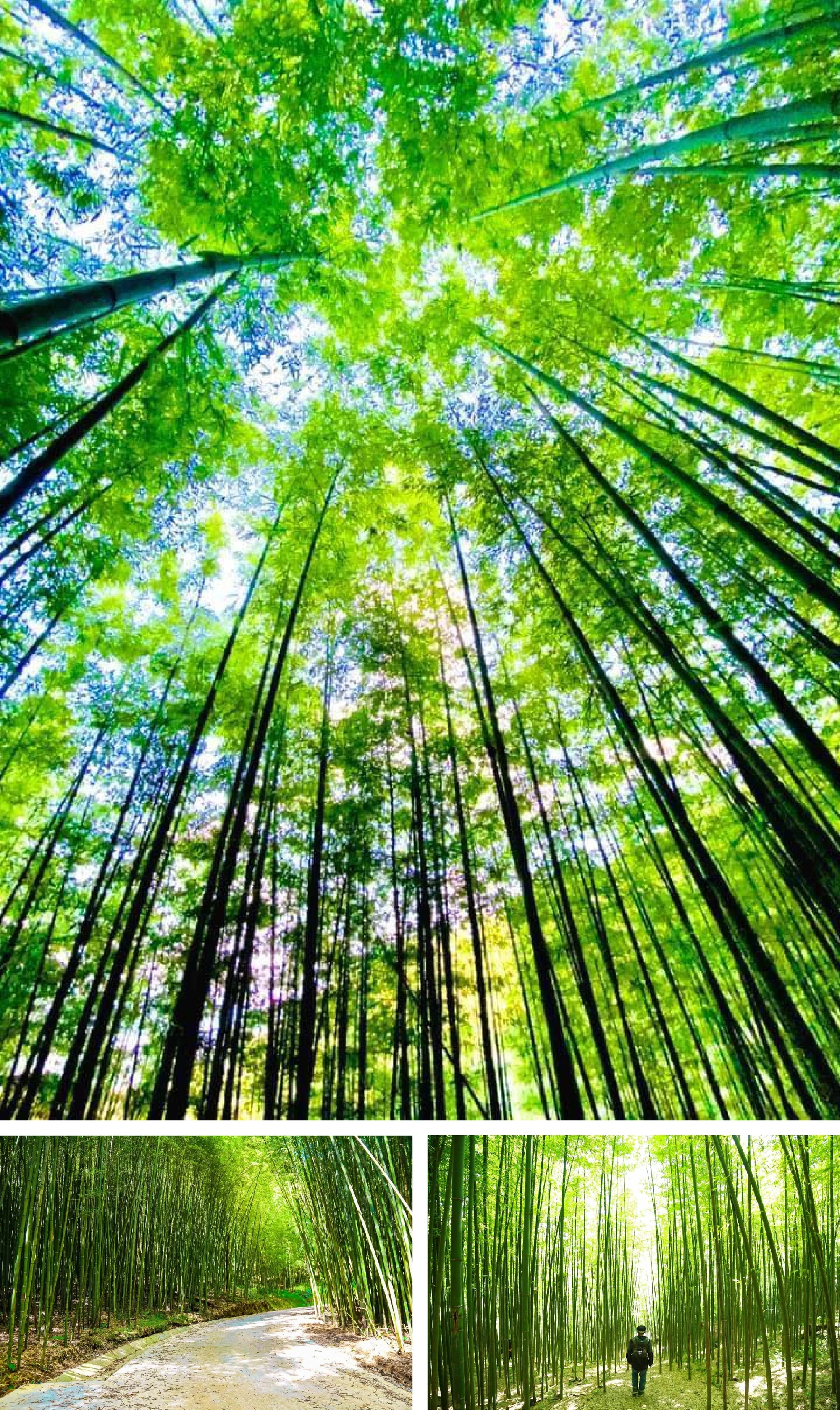 [E-Magazine]: Tiếng trúc vô vi