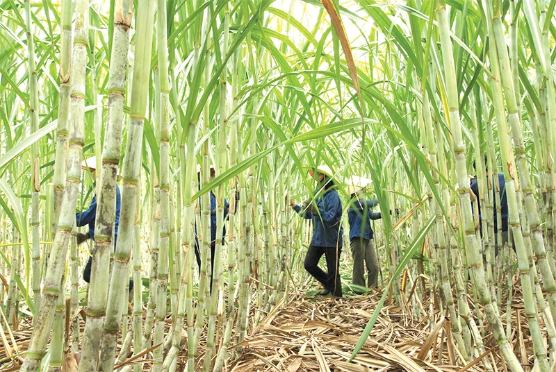 Chinh phục thị trường khó tính với “hộ chiếu xanh”