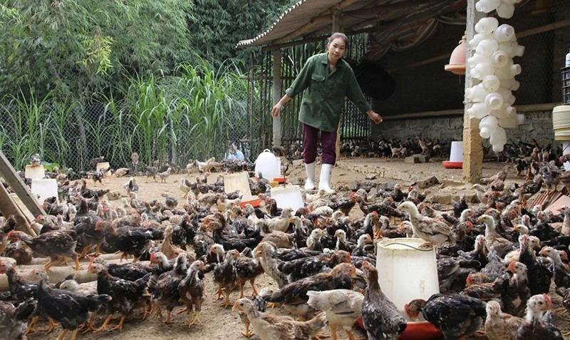 Khôi phục sản xuất, bảo đảm nguồn cung thực phẩm dịp cuối năm