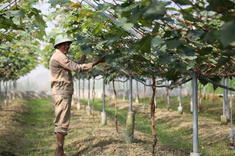 Tích tụ đất đai để sản xuất nông nghiệp: Vì sao vẫn khó?