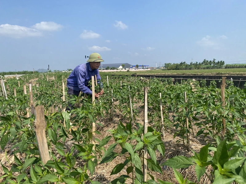 Yên Định phát triển cây trồng vụ đông