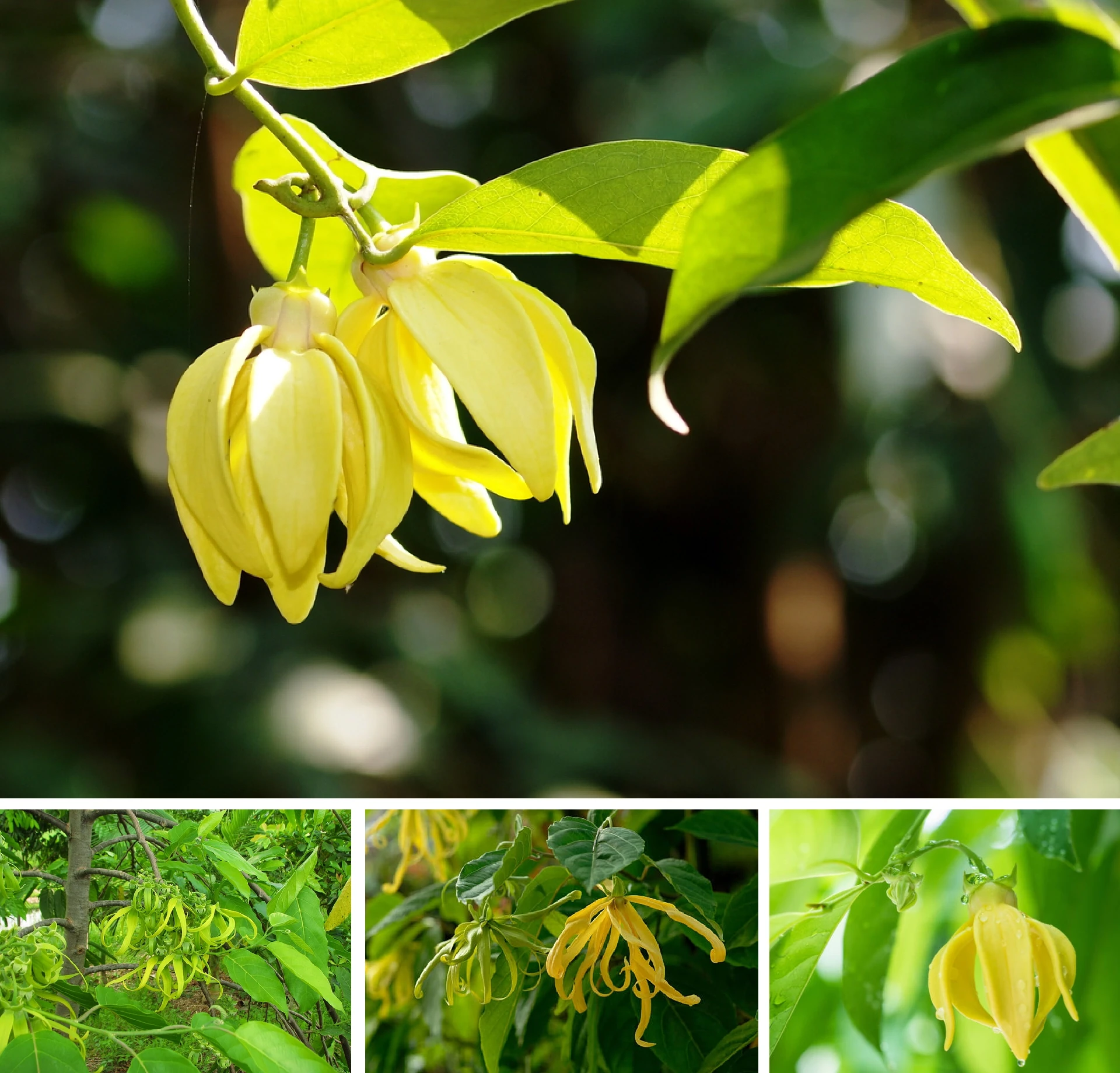 [E-Magazine]: Hương hoàng lan cuối thu