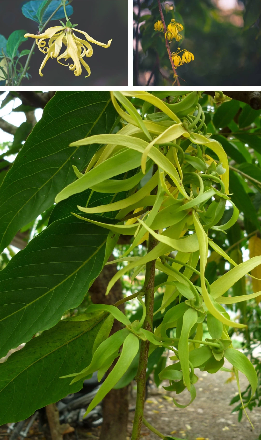 [E-Magazine]: Hương hoàng lan cuối thu