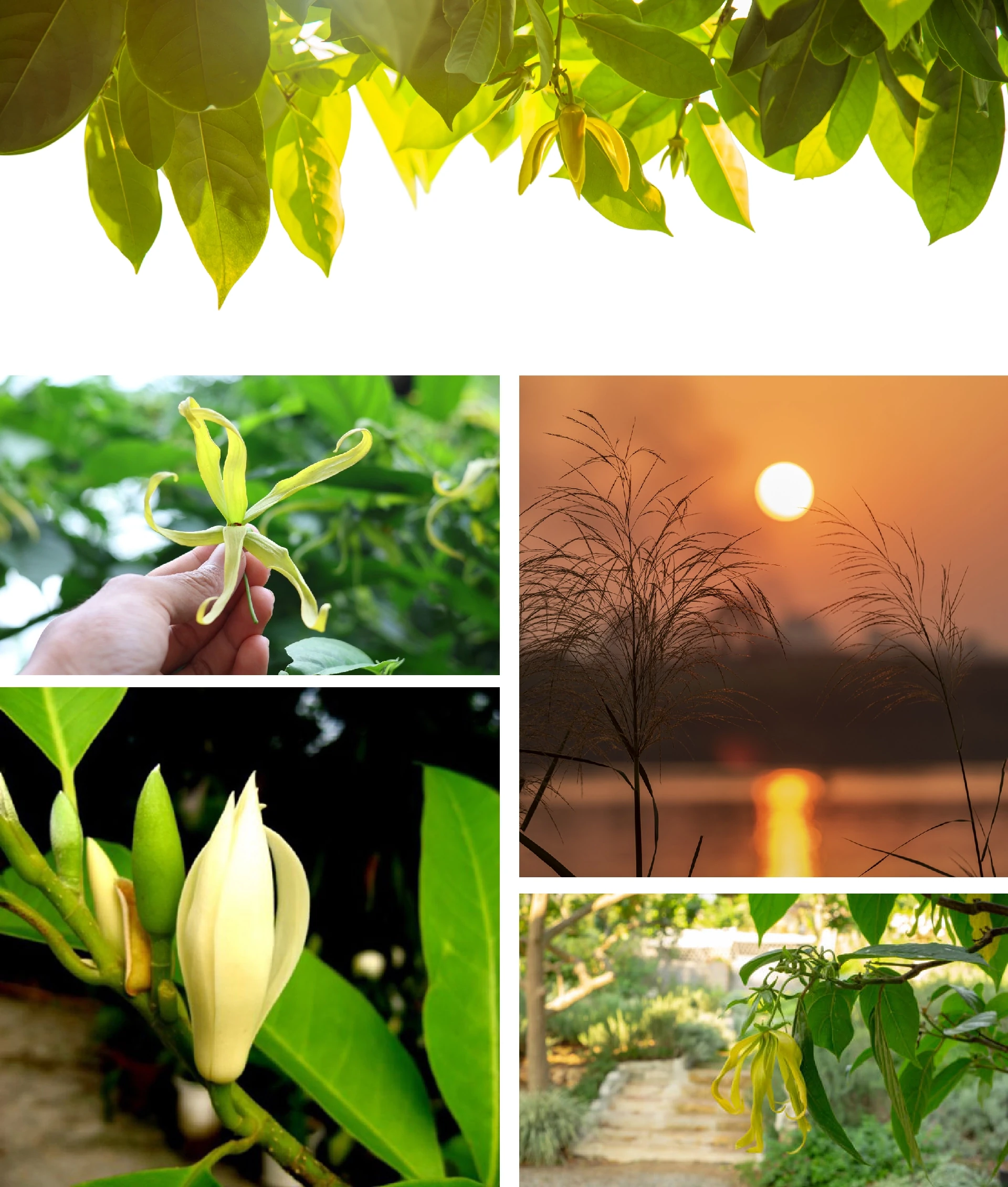 [E-Magazine]: Hương hoàng lan cuối thu