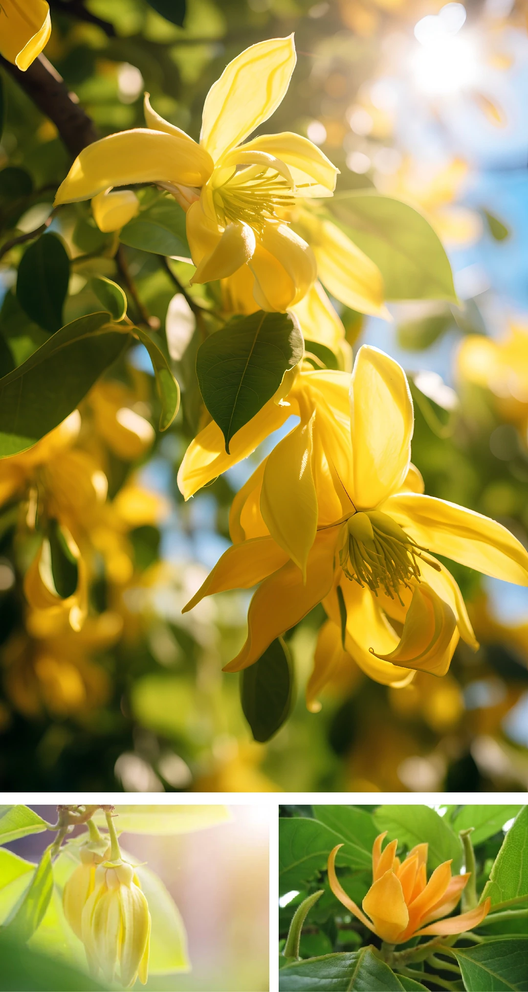 [E-Magazine]: Hương hoàng lan cuối thu